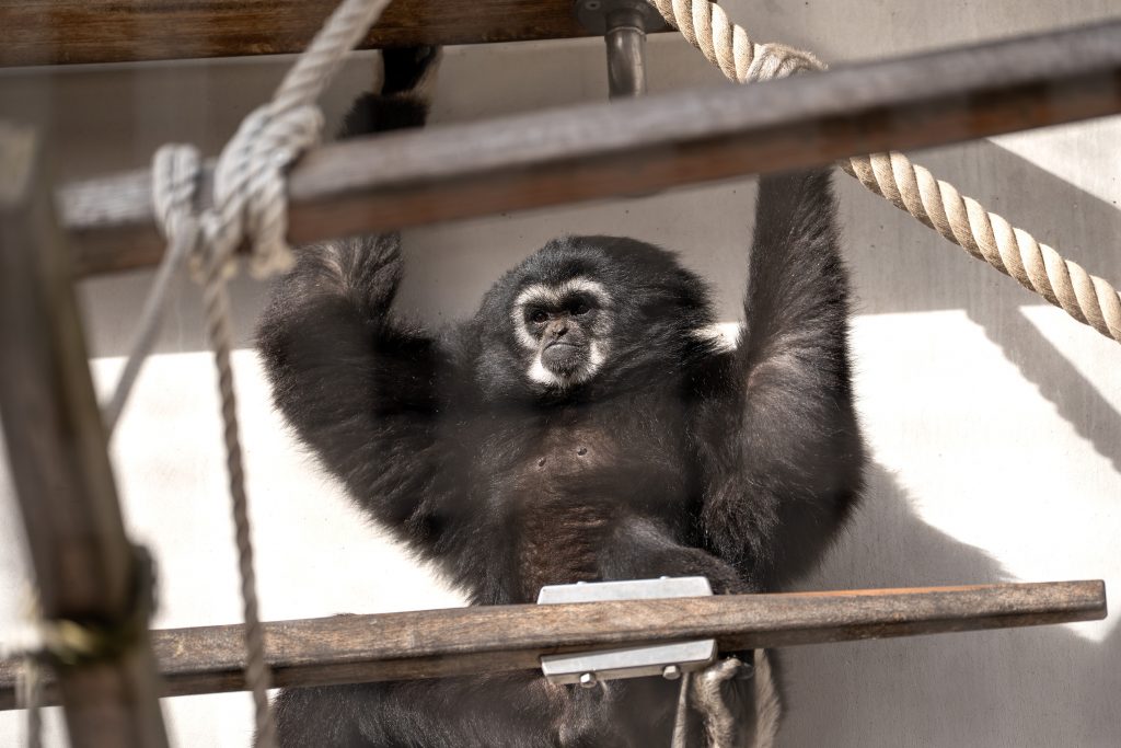 Das Weibchen Kedua hat eine dunkle Färbung.