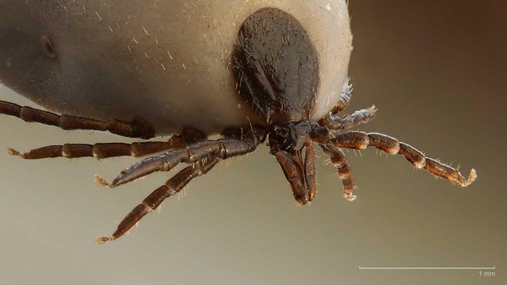 Zecke in  Makroaufnahme