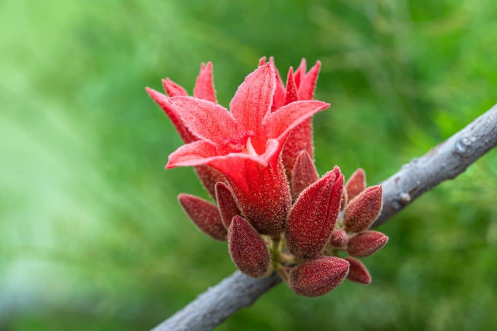 Blumen wie die Billardiera sorgen für Farbtupfer.
