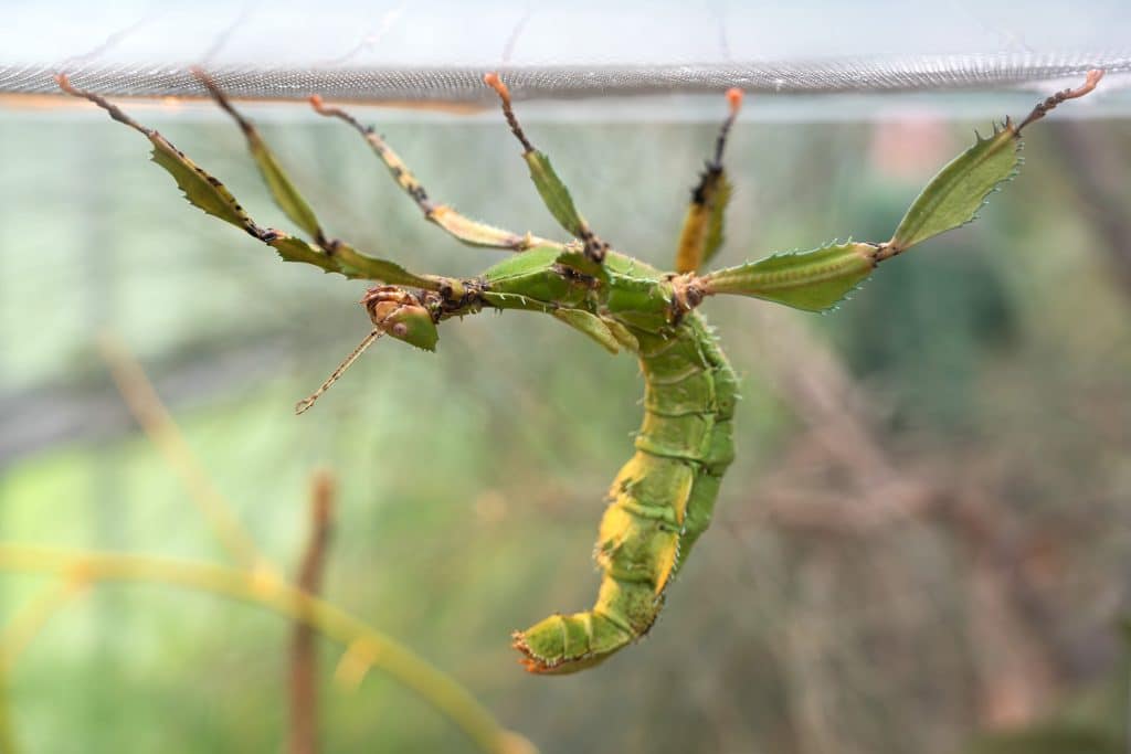 In einem Terrarium sind Gespenstschrecken zu sehen.