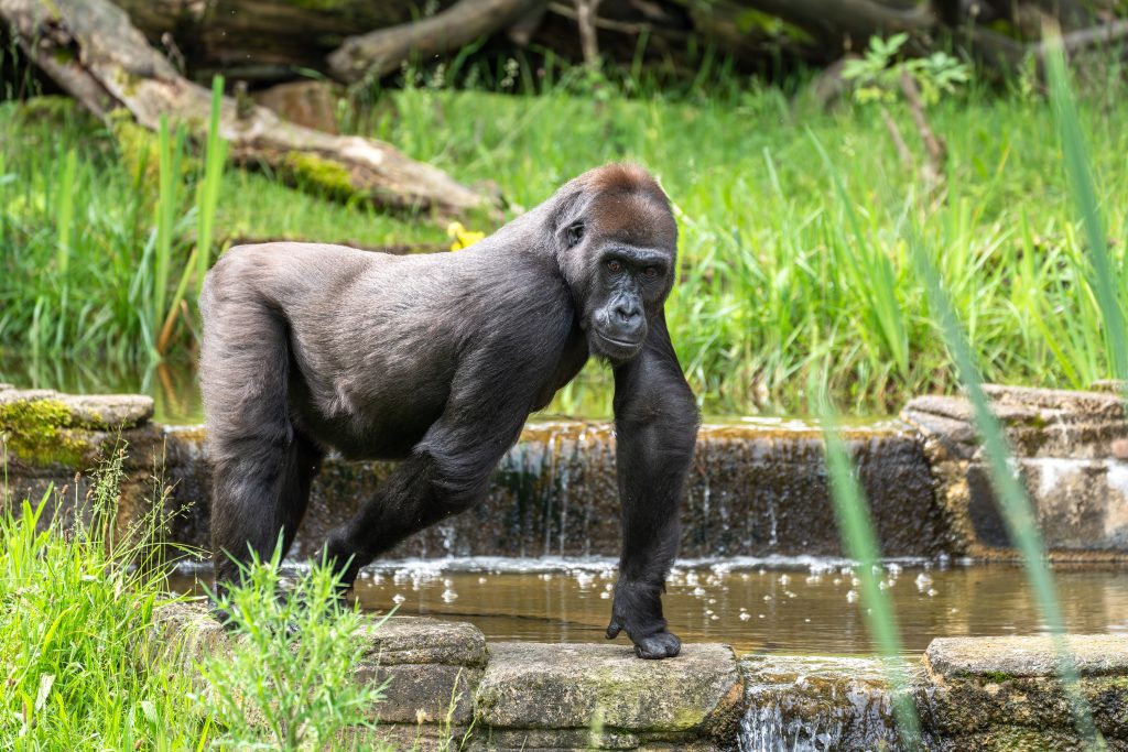 Gorilla, Bonobo & Co.: Wilhelma lädt zu einem lehrreichen Erlebnistag ein KW26b Thementag Menschenaffen Bild 01