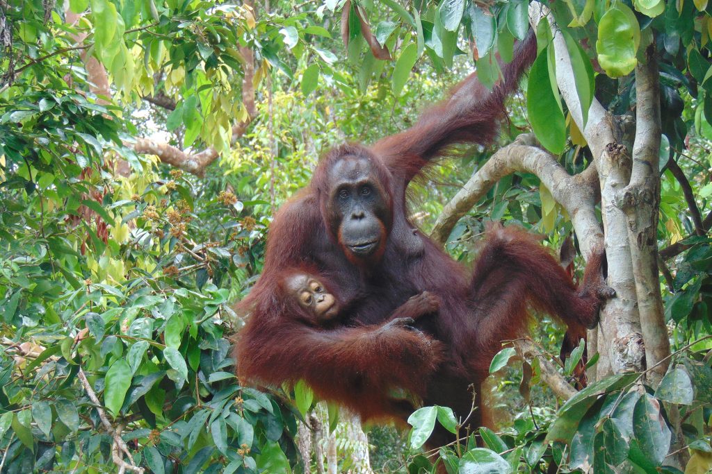 Gorilla, Bonobo & Co.: Wilhelma lädt zu einem lehrreichen Erlebnistag ein KW26b Thementag Menschenaffen Bild 05
