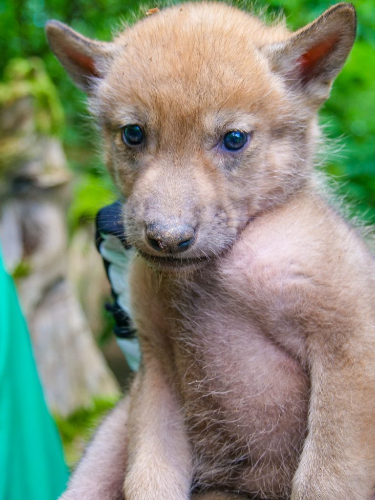 Pelzige, kuschelige und gefiederte Jungtiere: Nachwuchs begeistert im Wildparadies Tripsdrill Wolf Baby