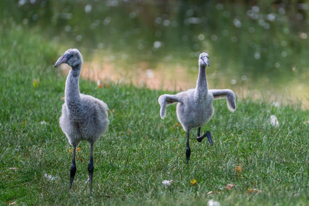 Bei den Rosaflamingos in der Wilhelma haben drei Jungvögel ihre Nester verlassen
