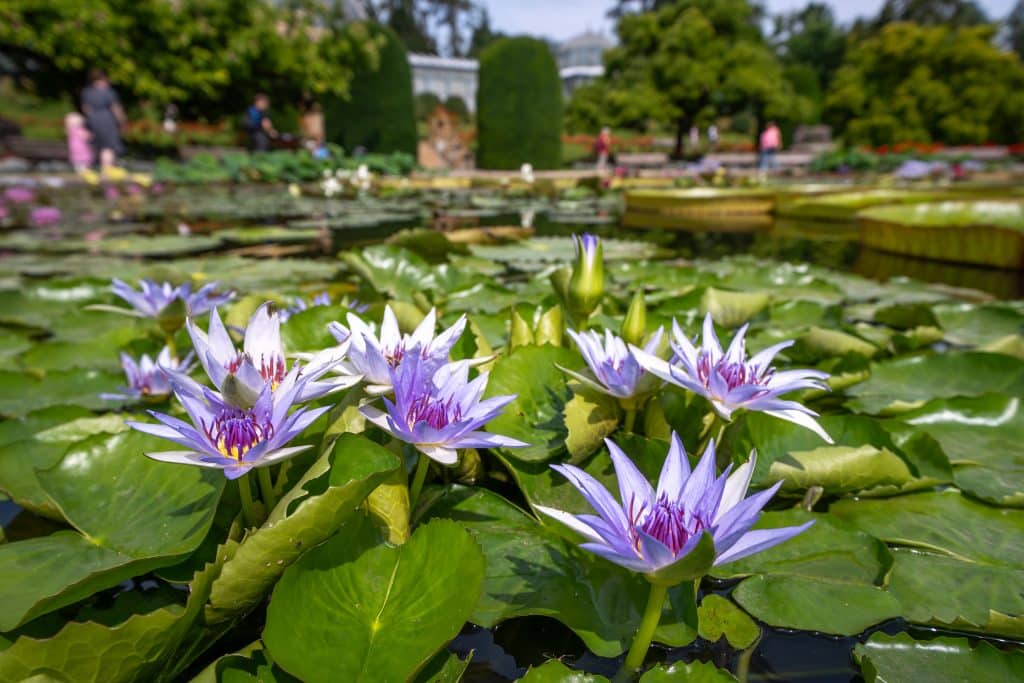 Die Blüte der Seerosen in der Wilhelma bietet ein wahres Fest für die Augen.