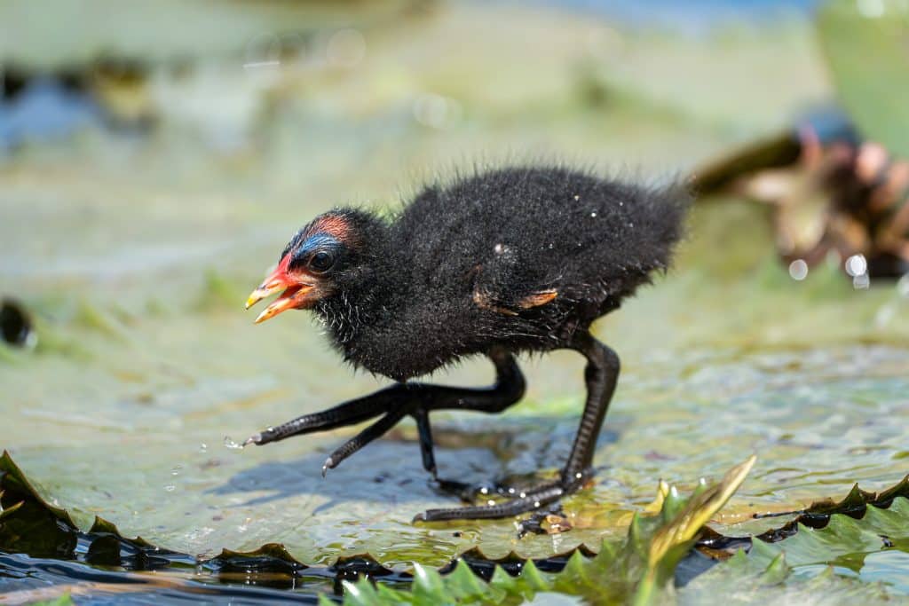 Zwischen den Schwimmblättern und Blüten ziehen die Teichrallen ihre Jungvögel groß.