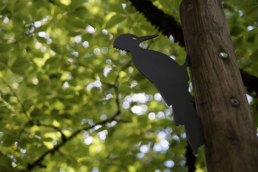 Der Spechtpfad im Nationalpark Schwarzwald. 
