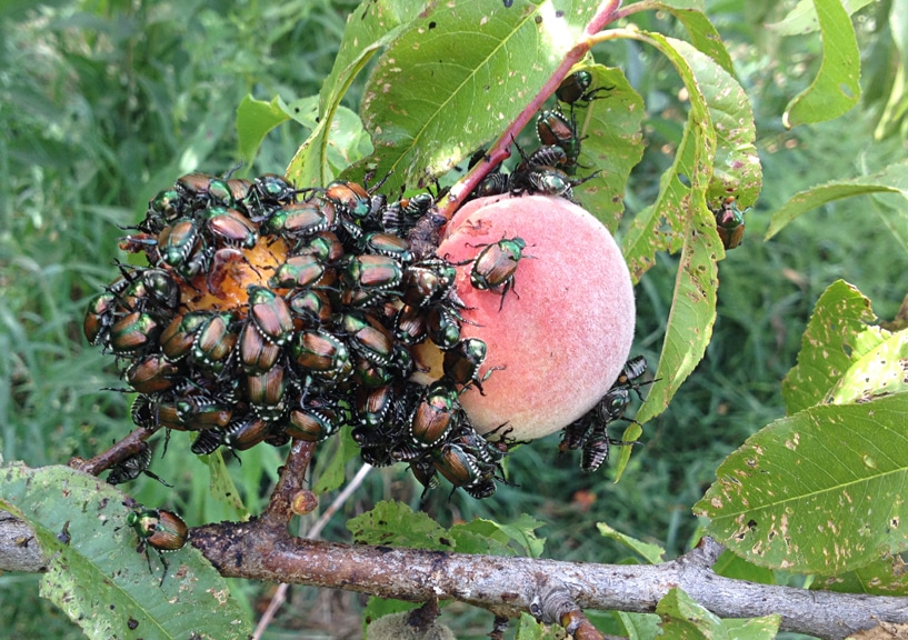 Japankäfer-Fraß an Pfirsich
