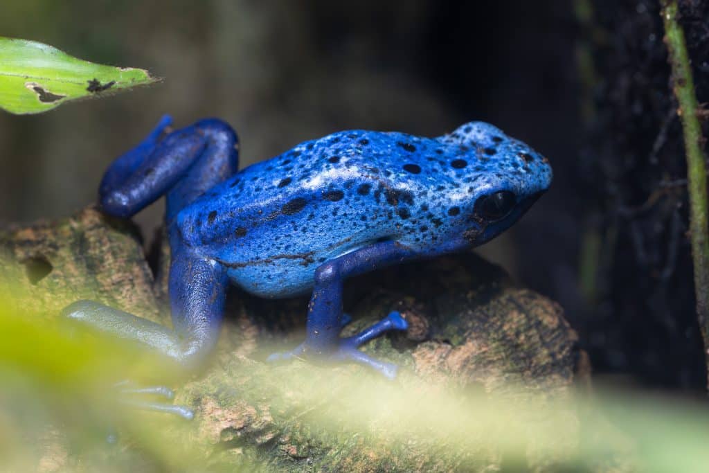 Der Blaue Baumsteiger gehört zu den farbenprächtigsten Amphibien der Wilhelma.