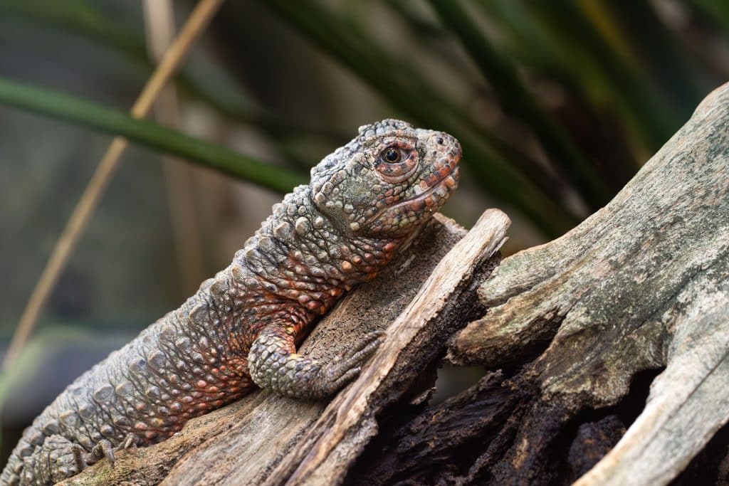 Die Krokodilschwanzechse gehört zu den seltensten Reptilien der Welt.