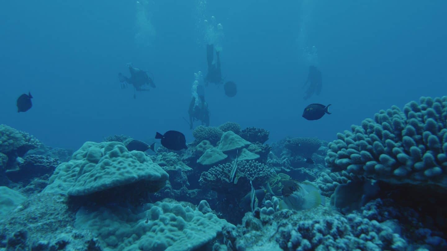 "Terra X: Überleben! - Unsere Chancen": Unterwasseraufnahme: Vier Taucher schwimmen über einem Riff.