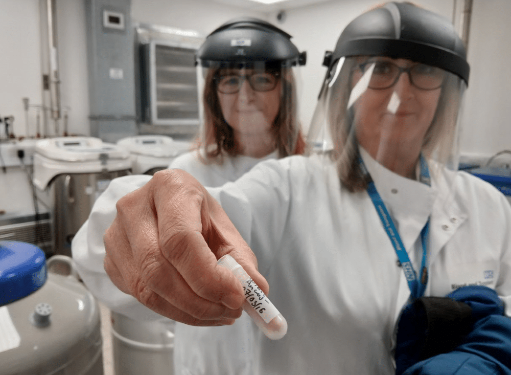 Das Forschungsteam stellte fest, dass das AnWj-Antigen auf dem Mal-Protein getragen wird. Mehr als 99,9 % der Menschen sind AnWj-positiv, wie hier gezeigt, wo diese Personen das vollständige Mal-Protein auf ihren roten Blutkörperchen exprimieren.