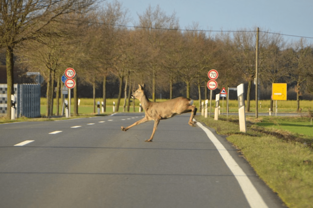 Wildwechsel: Re springt über die Straße