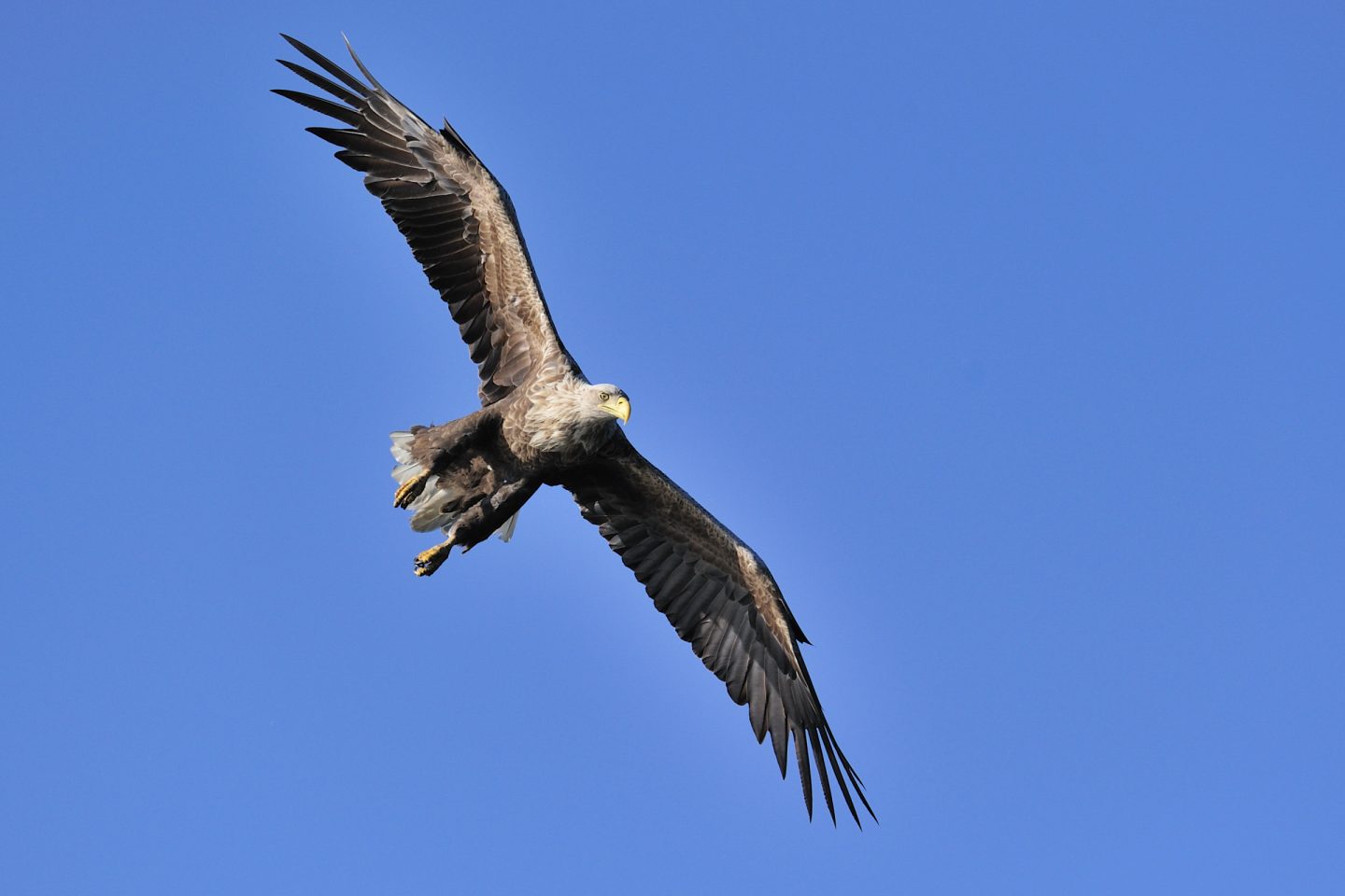Seeadler (Haliaeetus albicilla) 