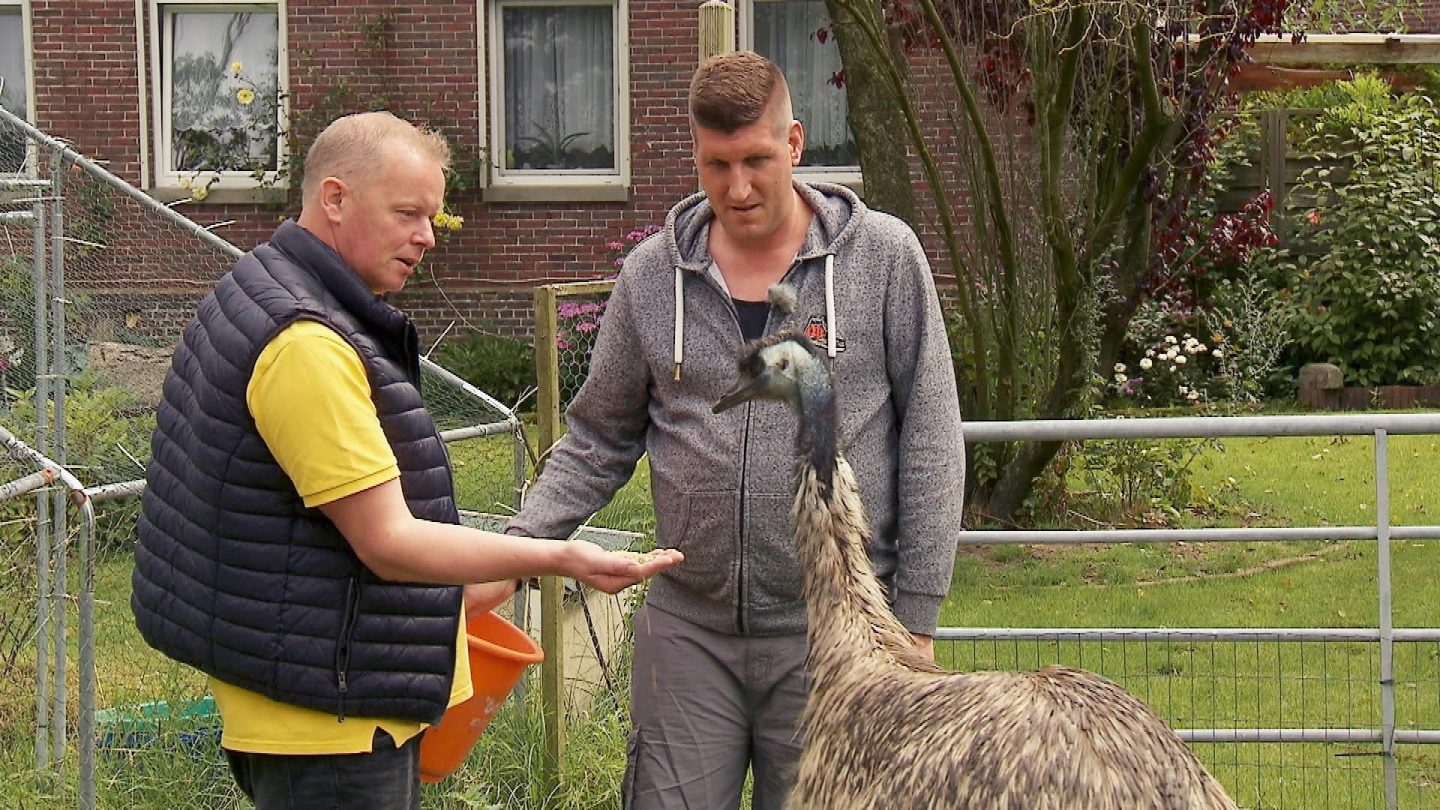 Mutterkuhhalter Heino (50, l.) aus Niedersachsen und Markus (40, Tierbestatter) füttern den ausgebüxten Emu Rüdibert.
