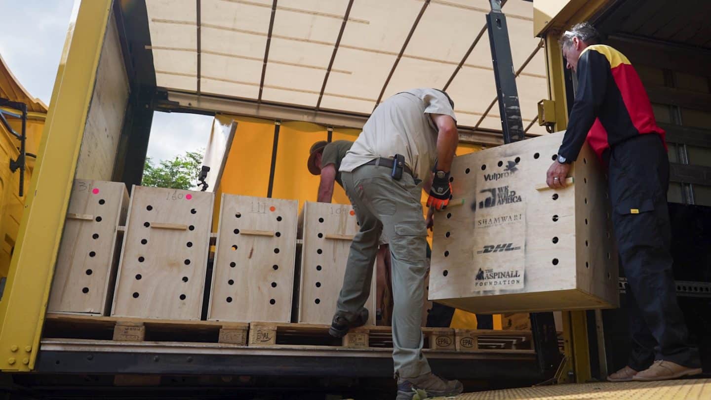 Freiwillige Helfer beim Umladen von Kisten mit Geiern vor der Reise
