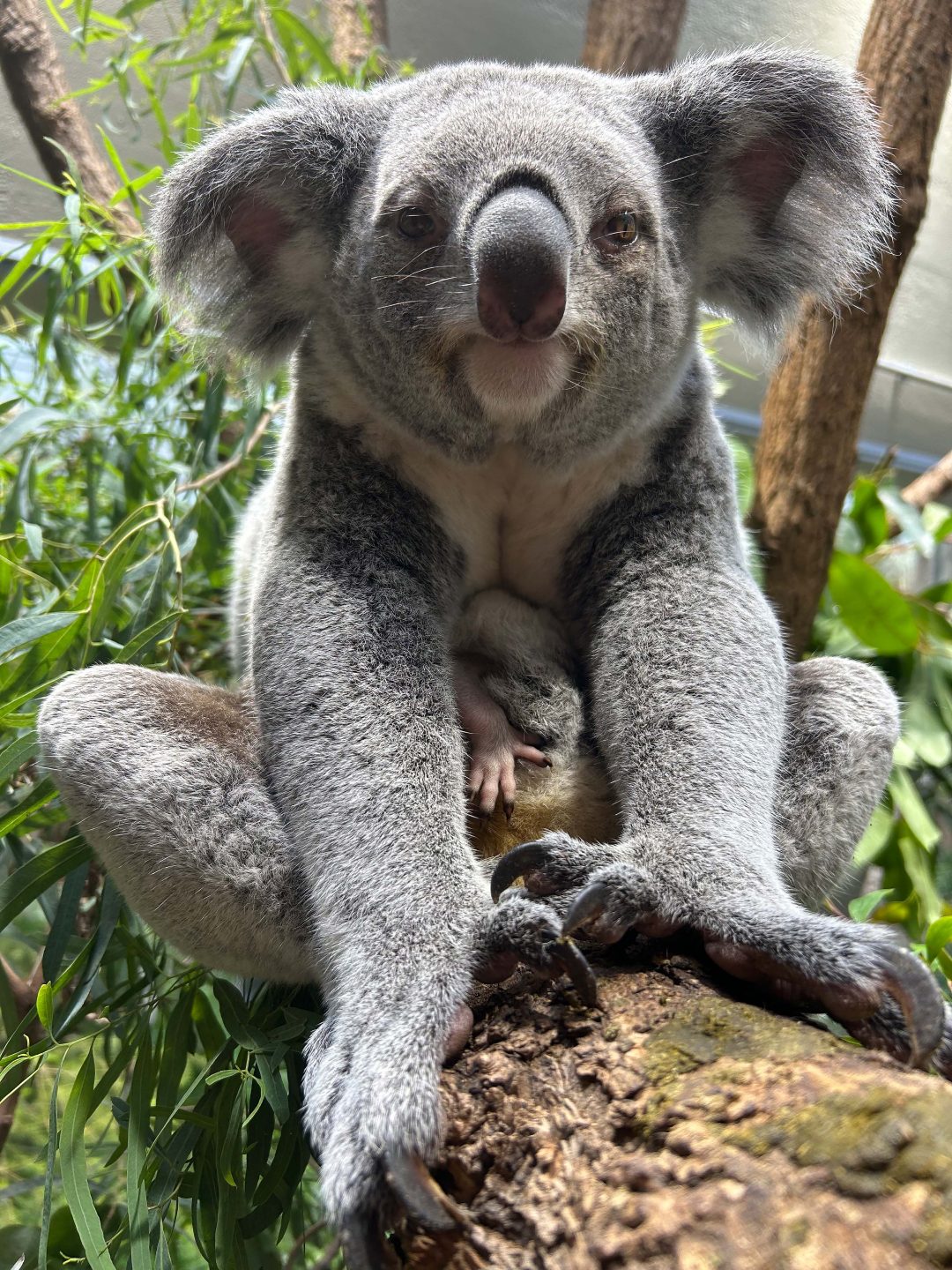 Nachwuchs bei den Koalas in der Wilhelma. Bei Koala-Weibchen Scar ragt immer öfter ein winziges Bein aus dem Beutel.