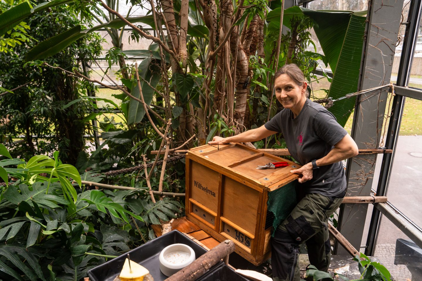 Revierleiterin Ute Schestag entlässt das Faultier aus seiner Transportbox.