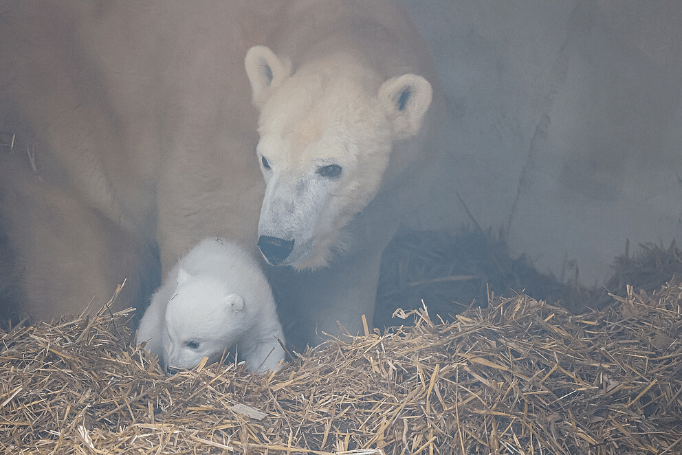 Ein junges Eisbärbaby krabbelt durch Stroh, neugierig auf die Umgebung, während die Mutter Nuka ruhig und schützend hinter ihm steht.