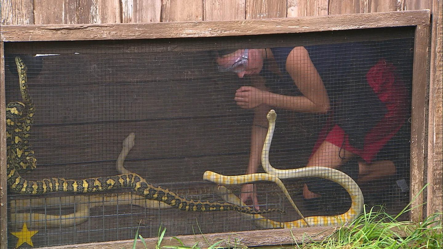 Alessia Herren muss sich in einem zweistöckigen Tunnelsystem mit sechs Kammern durch Schlangen, Spinnen, Krokodile, Kakerlaken und Schleim kämpfen, um fünf Sterne zu erspielen.
