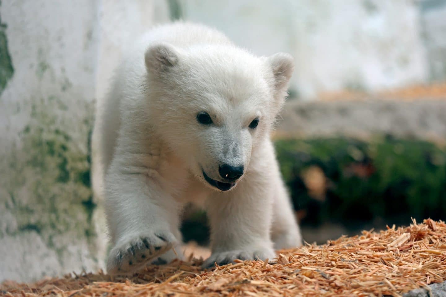 Der kleine zottelige Eisbär mit seinem blütenweißen Fell und seinen schwarzen Augen scheint auf uns zuzulaufen