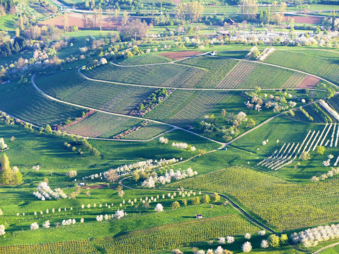 Das Eggenertal im Markgräflerland während der Obstbaumblüte.