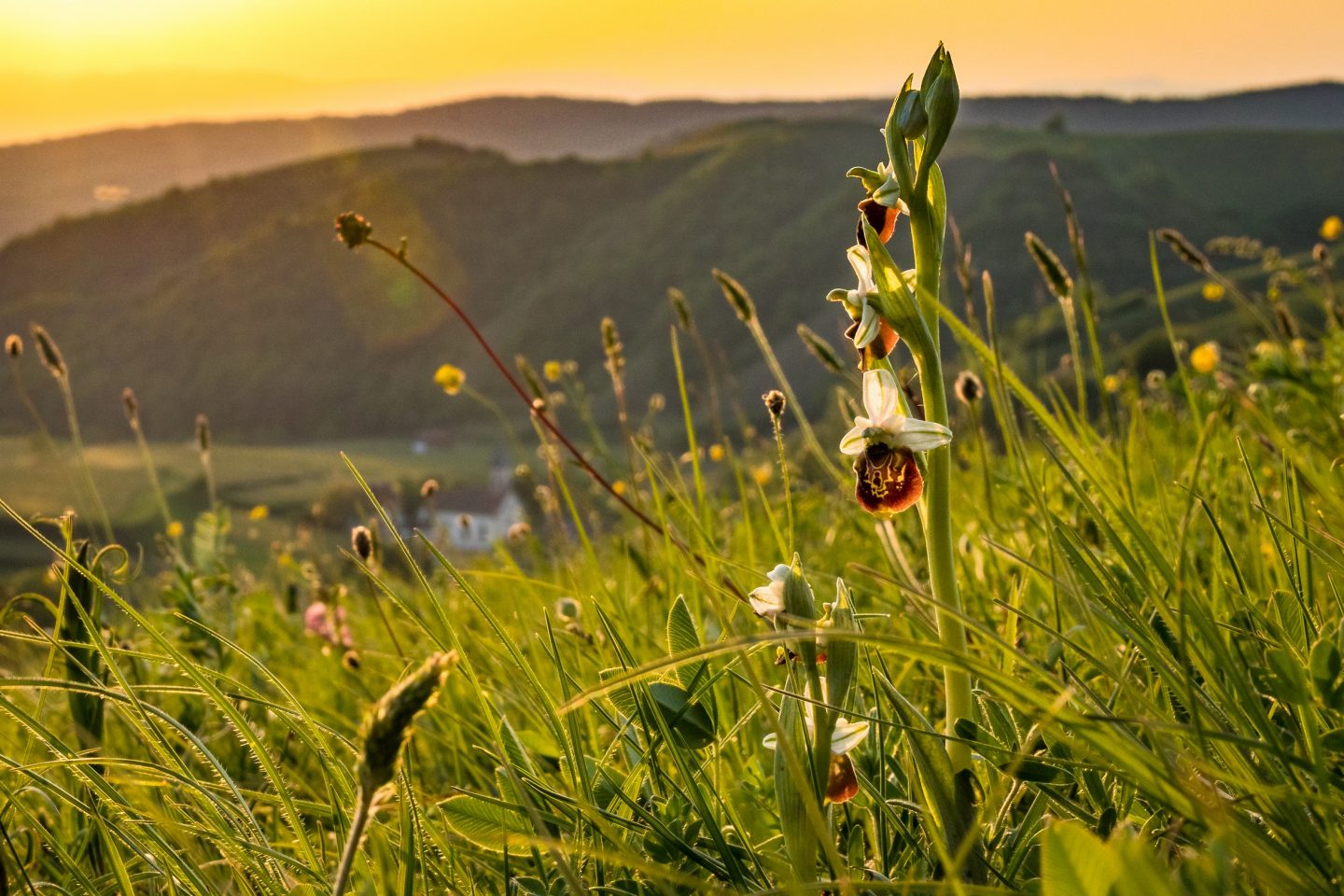 Ragwurz (Orchidee) am Kaiserstuhl bei Altvogtsburg.