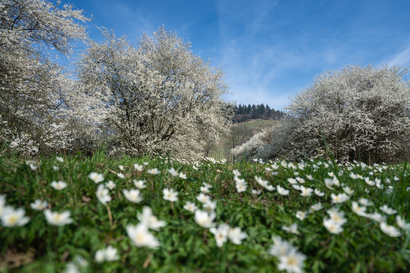 Obstbaumblüte bei Kappelrodeck.
