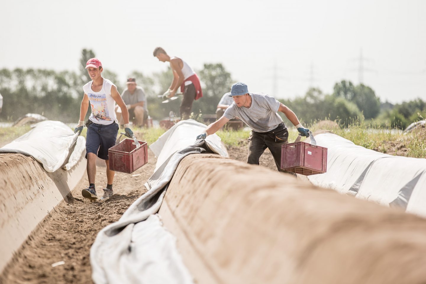 Erntehelfer beim Spargelstechen
