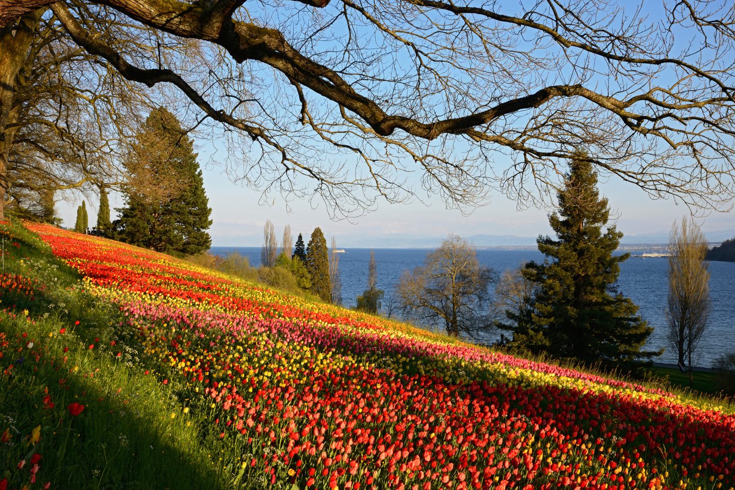 Tulpenblüte auf der Insel Mainau