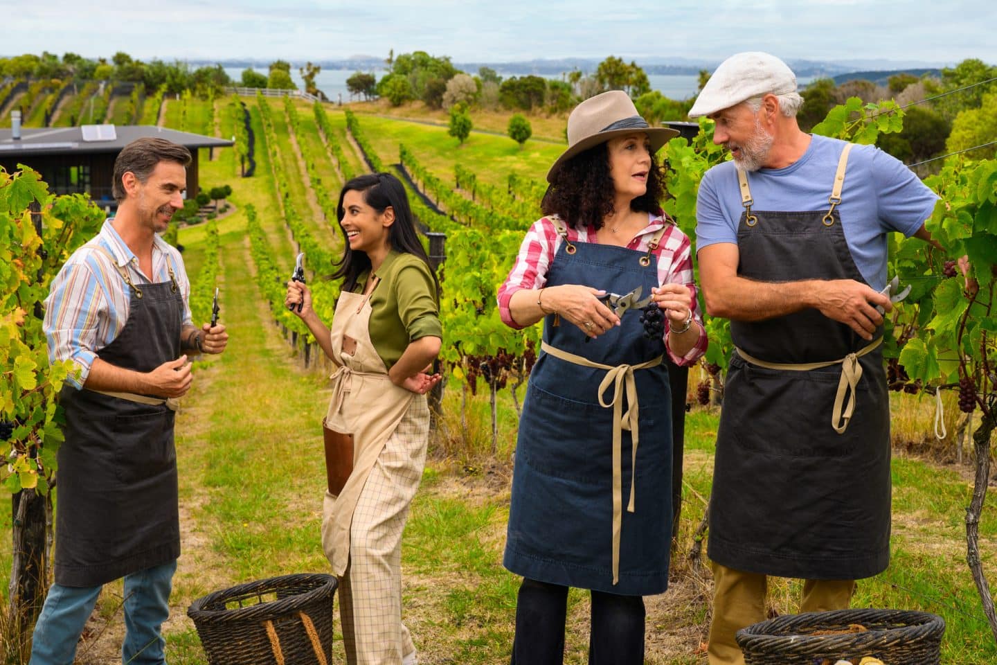 "Das Traumschiff: Auckland": In einem Weinberg: Martin Grimm (Daniel Morgenroth) steht an einer Rebe, eine Ernteschere in der Hand, und blickt Hanna Liebhold (Barbara Wussow) an, die neben ihm steht. Sie scheint ihm anhand eines Weintraube und einer Leseschere, die sie in den Händen hält, die Weinlese zu erklären. Im Hintergrund stehen Dr. Jessica Delgado (Collien Ulmen-Fernandes) und Max Parger (Florian Silbereisen), jeweils eine Schere in der Hand haltend, und blicken sich lachend an. Alle vier tragen Schürzen und vor ihnen stehen Körbe.
