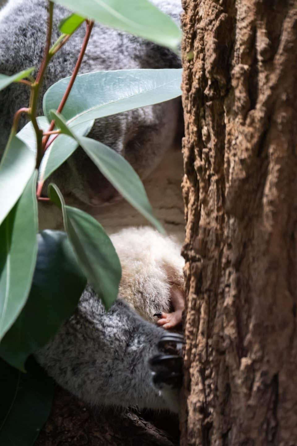 Koala-Jungtier zeigt ein winziges Füßchen aus dem Beutel seiner Mutter zwischen Eukalyptusblättern in der Wilhelma Stuttgart