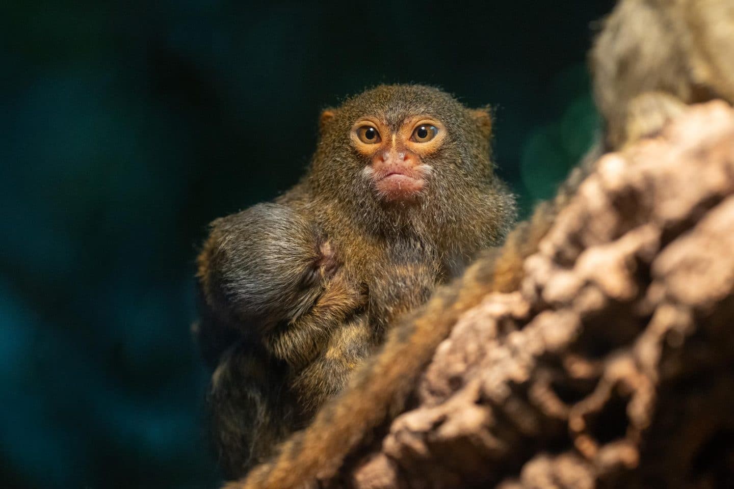 Ein ausgewachsenes Zwergseidenäffchen blickt aufmerksam direkt in die Kamera, während das winzige Jungtier seitlich an seinem Oberkörper hockt. Die Szene verdeutlicht die geringe Größe des Nachwuchses im Vergleich zum Elterntier, das sich auf einem groben Baumstamm im Amazonienhaus befindet.